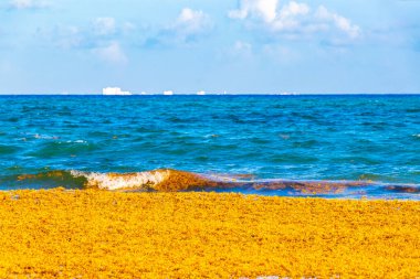 The beautiful Caribbean beach totally filthy and dirty the nasty seaweed sargazo problem in Playa del Carmen Quintana Roo Mexico.