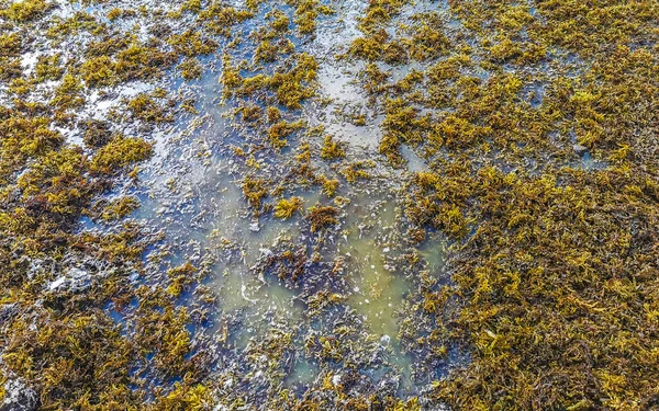 Beautiful Caribbean Beach Totally Filthy Dirty Nasty Seaweed Sargazo Problem — Zdjęcie stockowe