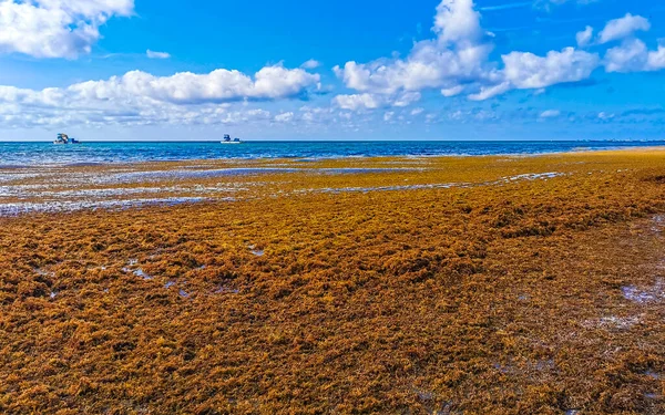 Beautiful Caribbean Beach Totally Filthy Dirty Nasty Seaweed Sargazo Problem — Photo