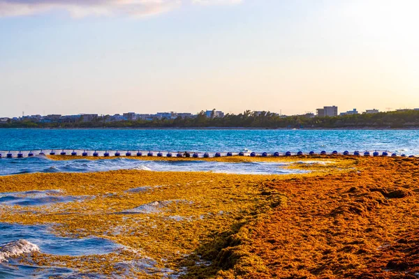 The beautiful Caribbean beach totally filthy and dirty the nasty seaweed sargazo problem in Playa del Carmen Quintana Roo Mexico.