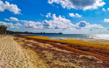 The beautiful Caribbean beach totally filthy and dirty the nasty seaweed sargazo problem in Playa del Carmen Quintana Roo Mexico.