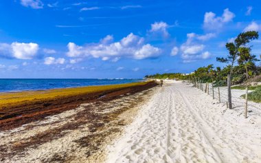 The beautiful Caribbean beach totally filthy and dirty the nasty seaweed sargazo problem in Playa del Carmen Quintana Roo Mexico.