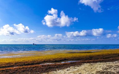 The beautiful Caribbean beach totally filthy and dirty the nasty seaweed sargazo problem in Playa del Carmen Quintana Roo Mexico.