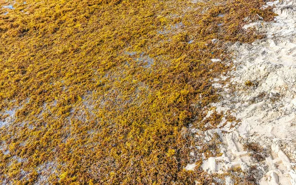 Beautiful Caribbean Beach Totally Filthy Dirty Nasty Seaweed Sargazo Problem — Zdjęcie stockowe