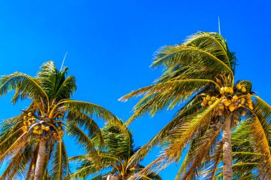 Playa del Carmen Quintana Roo Meksika 'da Hindistan cevizi ve mavi gökyüzü geçmişi olan tropik doğal Meksika palmiyeleri..