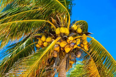 Playa del Carmen Quintana Roo Meksika 'da Hindistan cevizi ve mavi gökyüzü geçmişi olan tropik doğal Meksika palmiyeleri..