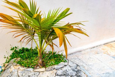 Playa del Carmen Quintana Roo Meksika 'da Hindistan cevizi ve mavi gökyüzü geçmişi olan tropik doğal Meksika palmiyeleri..