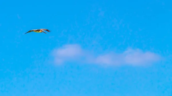 Flying Seagull Bird Blue Sky Background Clouds Playa Del Carmen — Fotografia de Stock