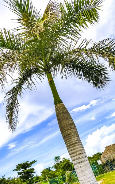 Tropikalne Naturalne Meksykańskie Palmy Palmy Palmy Orzechami Kokosowymi Niebieskim Tle — Zdjęcie stockowe
