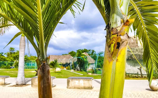 Tropikalne Naturalne Meksykańskie Palmy Palmy Palmy Orzechami Kokosowymi Niebieskim Tle — Zdjęcie stockowe