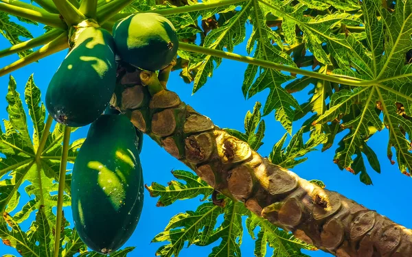 Hermoso Árbol Papaya Naturaleza Tropical Zicatela Puerto Escondido México — Foto de Stock