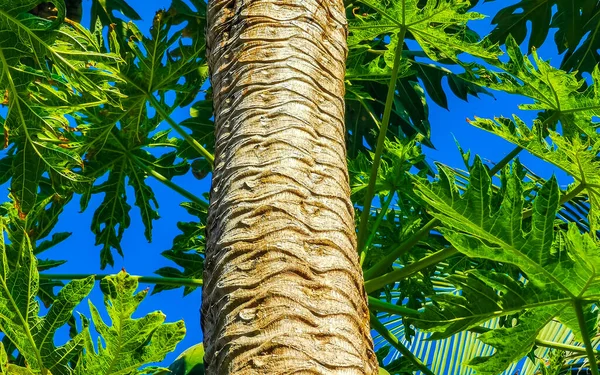 Krásný Papája Strom Tropické Přírodě Zicatela Puerto Escondido Mexiko — Stock fotografie
