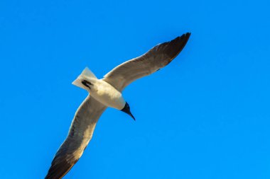 Flying seagull bird with blue sky background with clouds in Playa del Carmen Quintana Roo Mexico.