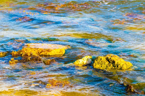 Pietre Rocce Coralli Acqua Turchese Verde Blu Sulla Spiaggia Playa — Foto Stock