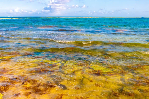 Playa del Carmen Quintana Roo Meksika sahilindeki turkuaz yeşil ve mavi sularda kayalar ve mercanlar..