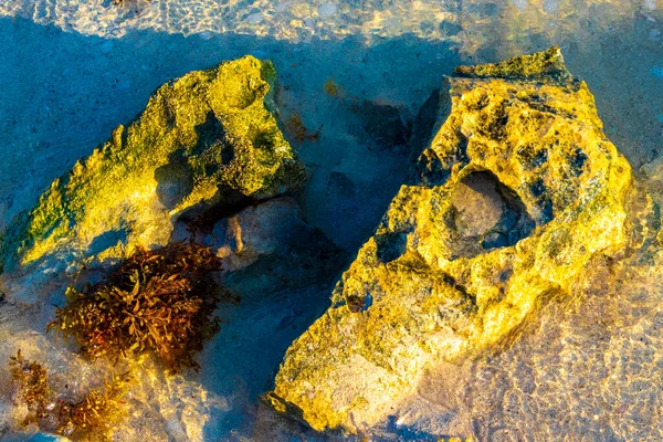 Kövek Korallok Türkiz Zöld Kék Vízben Playa Del Carmen Quintana — Stock Fotó