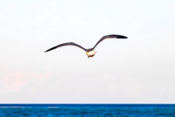 Flying Seagull Bird Blue Sky Background Clouds Playa Del Carmen — Foto de Stock