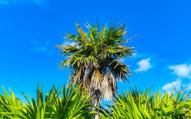 Tropical natural mexican palm tree with coconuts and blue sky background at Tulum ruins archeological site in Tulum Mexico.