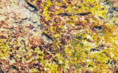 Playa del Carmen Quintana Roo Meksika sahilindeki turkuaz yeşil ve mavi sularda kayalar ve mercanlar..