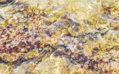 Playa del Carmen Quintana Roo Meksika sahilindeki turkuaz yeşil ve mavi sularda kayalar ve mercanlar..