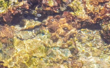 Playa del Carmen Quintana Roo Meksika sahilindeki turkuaz yeşil ve mavi sularda kayalar ve mercanlar..