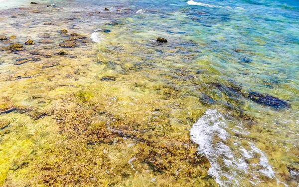 Kameny Korály Tyrkysově Zelené Modré Vodě Pláži Playa Del Carmen — Stock fotografie