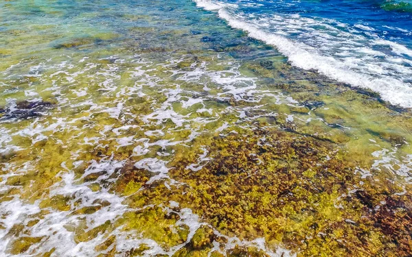 Камни Кораллы Бирюзово Зеленой Голубой Воде Пляже Плайя Дель Кармен — стоковое фото