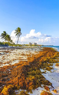 Playa del Carmen Quintana Roo Mexico 08. Mayıs 2021 Güzel Karayip plajı tamamen kirli ve kirli Playa del Carmen Quintana Roo Meksika 'daki iğrenç yosun sargazo sorunu.