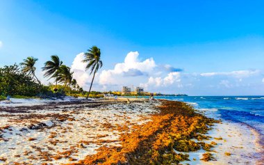 Playa del Carmen Quintana Roo Mexico 08. Mayıs 2021 Güzel Karayip plajı tamamen kirli ve kirli Playa del Carmen Quintana Roo Meksika 'daki iğrenç yosun sargazo sorunu.