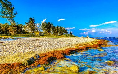 The beautiful Caribbean beach totally filthy and dirty the nasty seaweed sargazo problem in Playa del Carmen Quintana Roo Mexico.