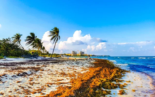 Playa Del Carmen Quintana Roo Messico Maggio 2021 Bellissima Spiaggia — Foto Stock