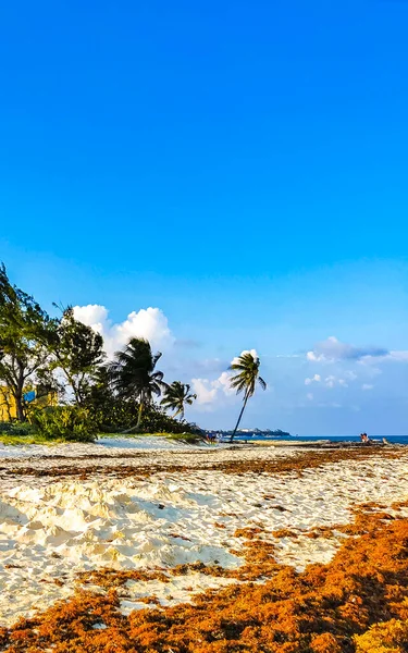 The beautiful Caribbean beach totally filthy and dirty the nasty seaweed sargazo problem in Playa del Carmen Quintana Roo Mexico.