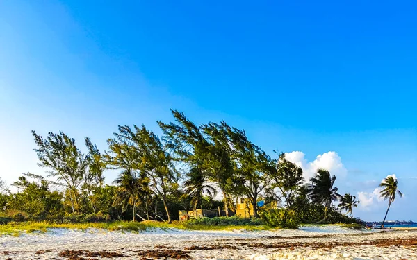 Palme Spiaggia Tropicali Messicane Abeti Nella Foresta Della Giungla Natura — Foto Stock