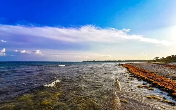 Beautiful Caribbean Beach Totally Filthy Dirty Nasty Seaweed Sargazo Problem — Fotografia de Stock