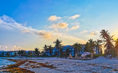 Playa del Carmen Quintana Roo Mexico 08. Mayıs 2021 Güzel Karayip plajı tamamen kirli ve kirli Playa del Carmen Quintana Roo Meksika 'daki iğrenç yosun sargazo sorunu.