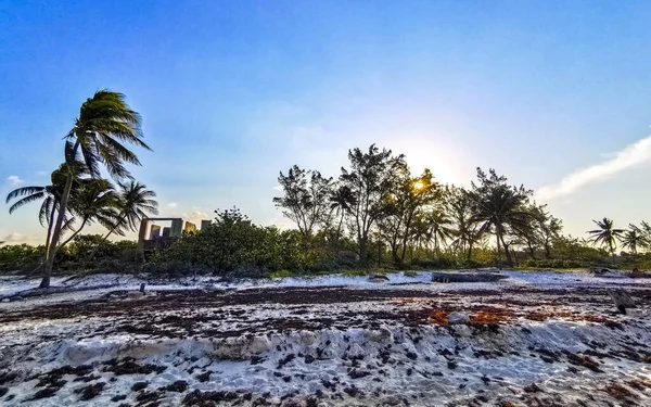 Palmeras Abetos Caribeños Tropicales Naturaleza Selvática Con Cielo Azul Nublado —  Fotos de Stock