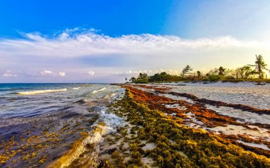 Güzel Karayipler sahilinde çarpıcı bir gün batımı. Playa del Carmen Quintana Roo Meksika 'daki pis yosun sargazo sorunu..