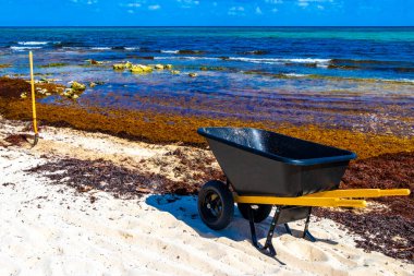 Plajı el arabası yabası ile temizliyorum. Yaprak süpürgesi ve Playa del Carmen Meksika 'daki tropik Meksika plajında bir sürü iğrenç kırmızı yosun sargazosu..