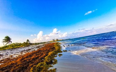 The beautiful Caribbean beach totally filthy and dirty the nasty seaweed sargazo problem in Playa del Carmen Quintana Roo Mexico.