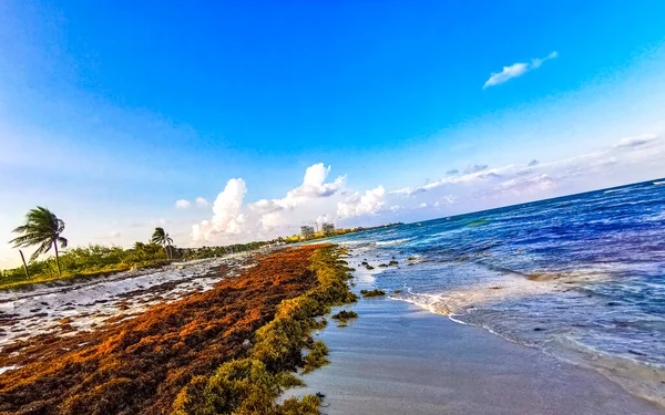 Beautiful Caribbean Beach Totally Filthy Dirty Nasty Seaweed Sargazo Problem — Stock fotografie