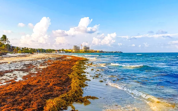 Beautiful Caribbean Beach Totally Filthy Dirty Nasty Seaweed Sargazo Problem —  Fotos de Stock