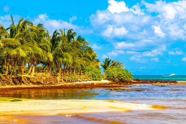 Beautiful Caribbean Beach Totally Filthy Dirty Nasty Seaweed Sargazo Problem — Stock Photo, Image