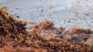 The beautiful Caribbean beach totally filthy and dirty the nasty seaweed sargazo problem in Playa del Carmen Quintana Roo Mexico.