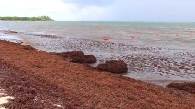 The beautiful Caribbean beach totally filthy and dirty the nasty seaweed sargazo problem in Playa del Carmen Quintana Roo Mexico.