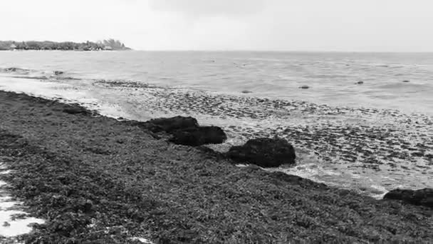 Beautiful Caribbean Beach Totally Filthy Dirty Nasty Seaweed Sargazo Problem — Stock video