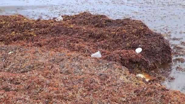 墨西哥普莱亚德尔卡门的热带美洲驯鹿海滩上 大量的红色 非常恶心的海藻 沙加佐和垃圾污染环境 — 图库视频影像