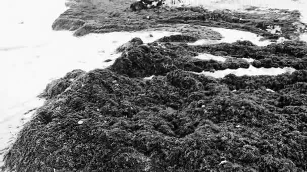 Багато Червоних Дуже Огидних Морських Водоростей Саргазо Сміття Забруднюють Навколишнє — стокове відео