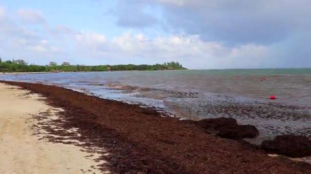 Frumoasa Plajă Din Caraibe Complet Murdară Murdară Problema Algelor Marine — Videoclip de stoc