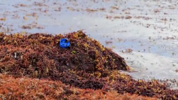 Много Красных Отвратительных Морских Водорослей Саргазо Мусорных Отходов Загрязнение Окружающей — стоковое видео