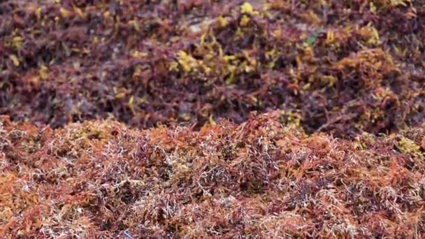 墨西哥普莱亚德尔卡门的热带美洲驯鹿海滩上 大量的红色 非常恶心的海藻 沙加佐和垃圾污染环境 — 图库视频影像